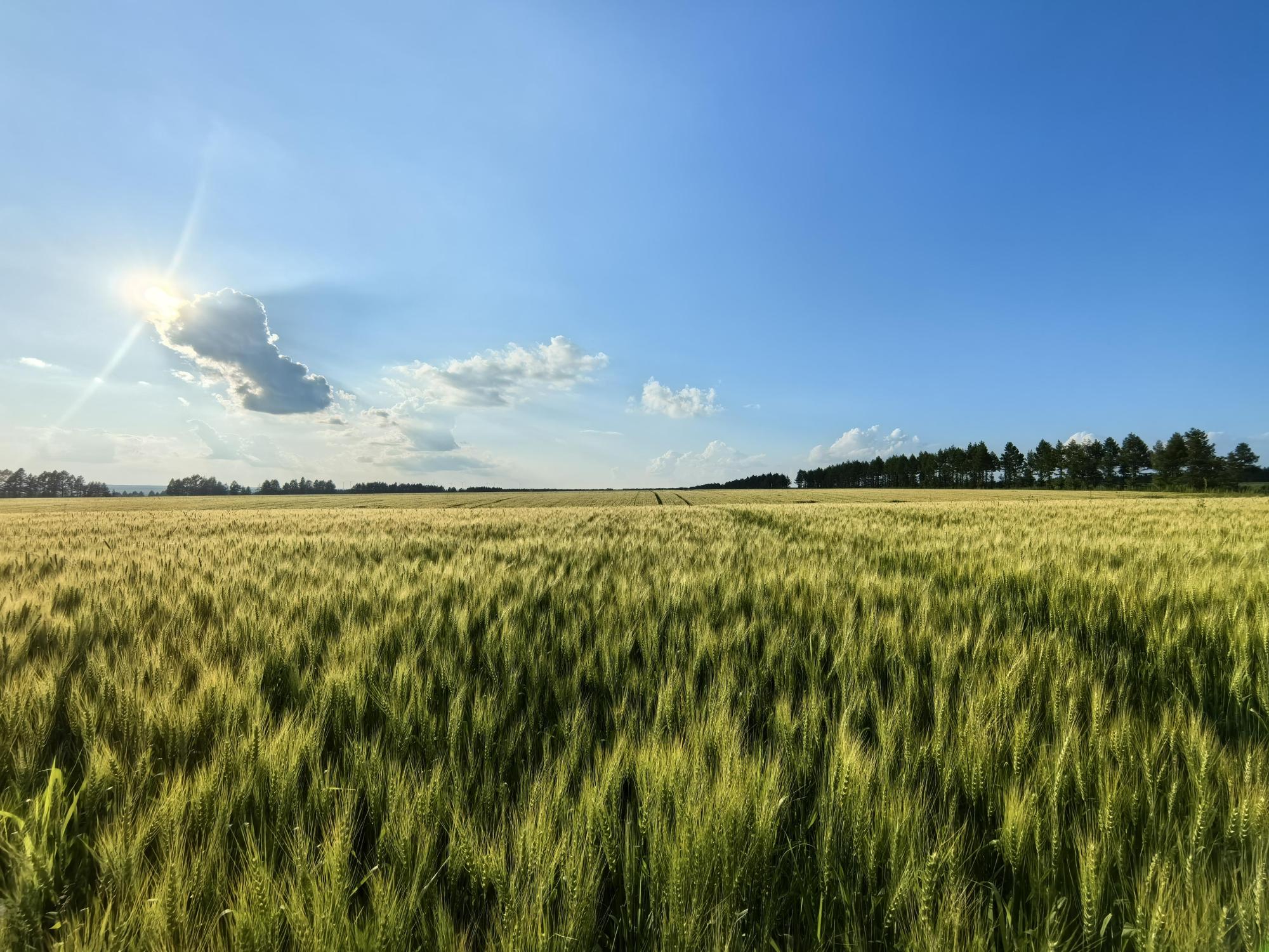黑龙江的麦子黄了