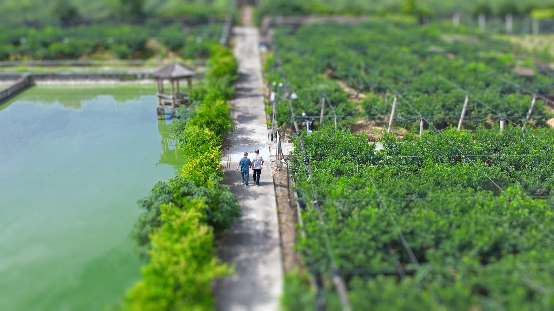 “浙”颗水蜜桃的甜蜜秘诀