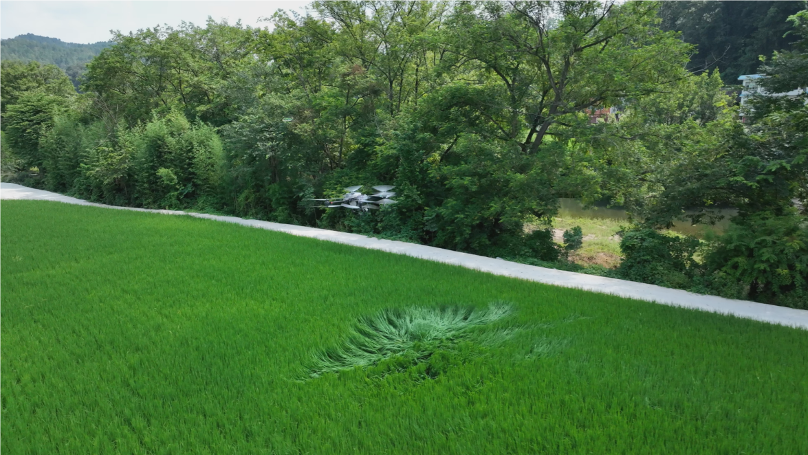 贵州平塘：“飞防”除虫害