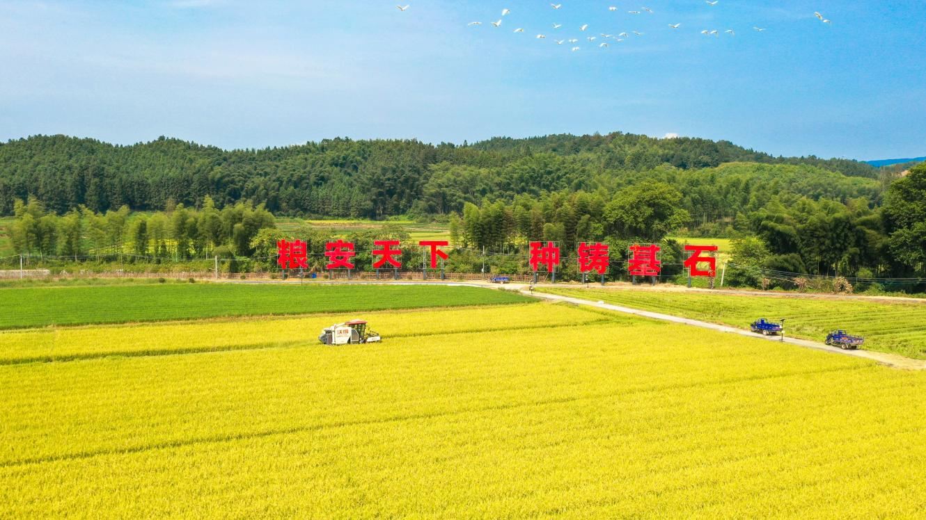 三明：做强种业“芯片” 赋能希望田野