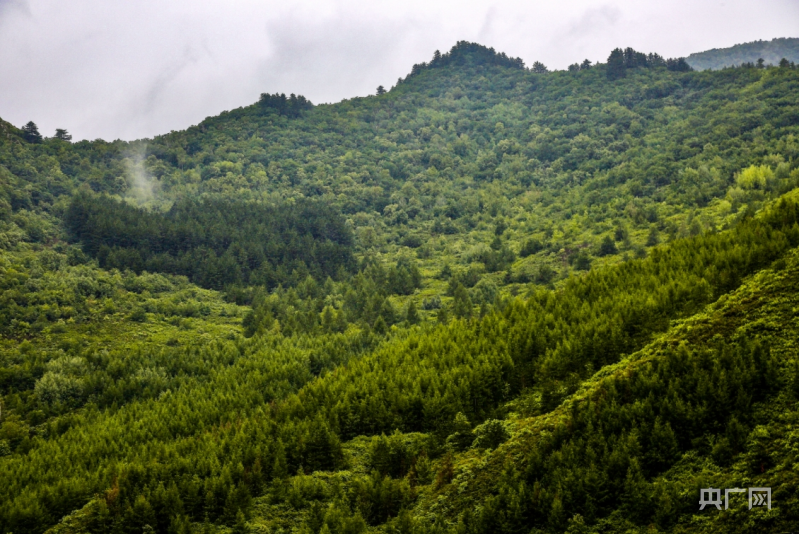 航瞰内蒙古｜因“绿”而美，马鞍山国家森林公园可入画可入梦