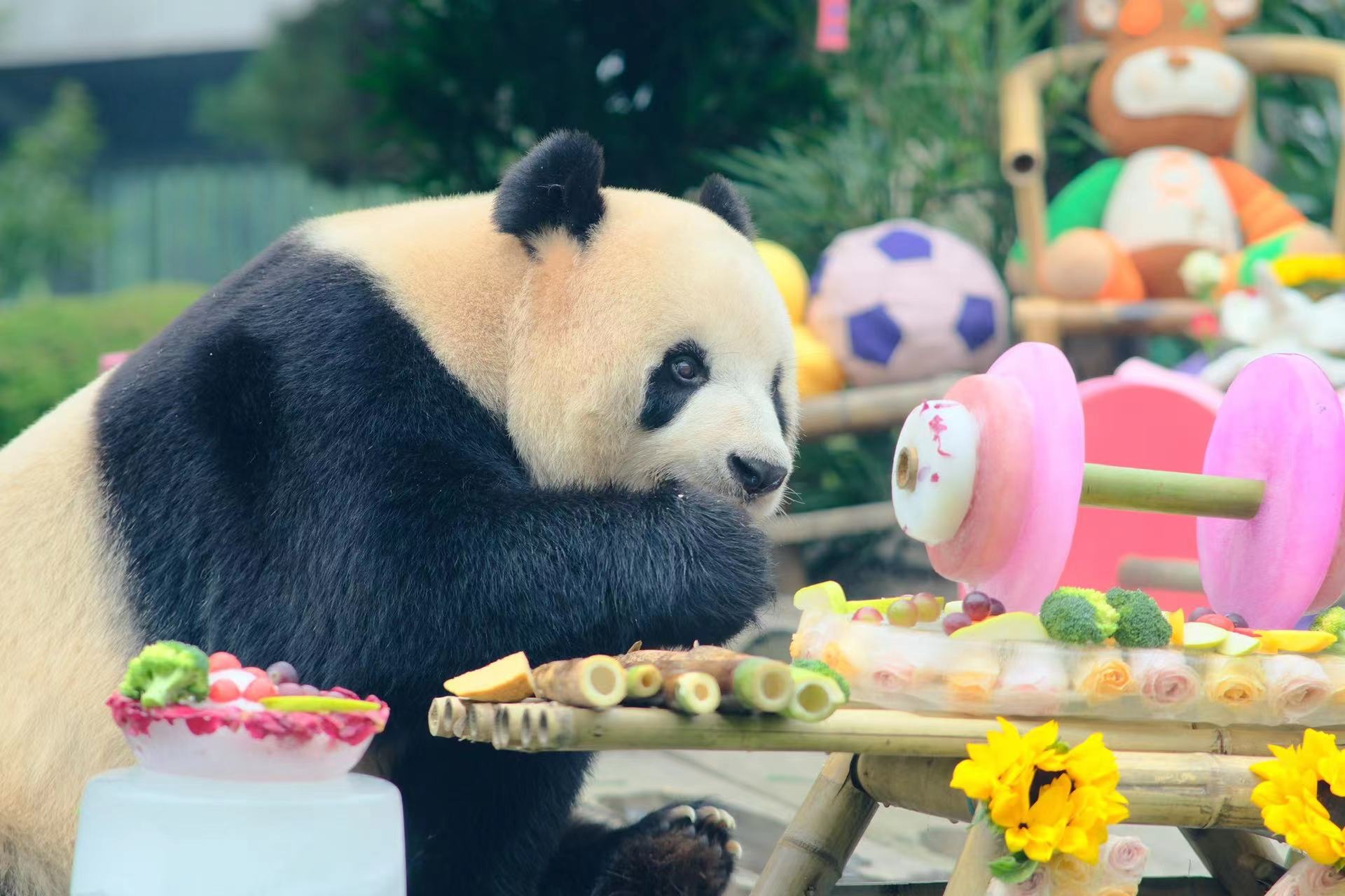 过个奥运主题生日 国宝“飞云”14岁啦