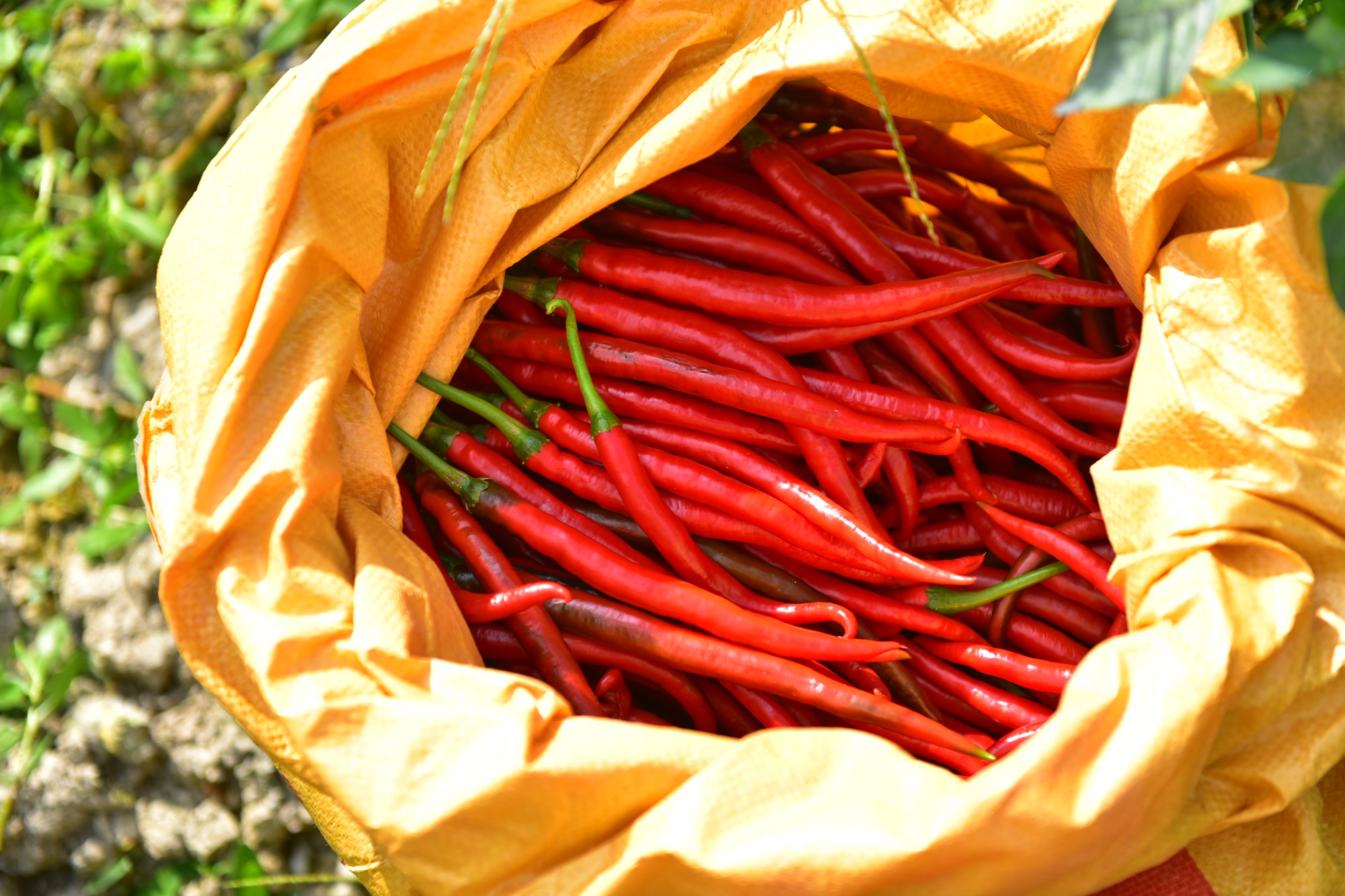贵州黄平:辣椒遍田野 发展"辣"味足