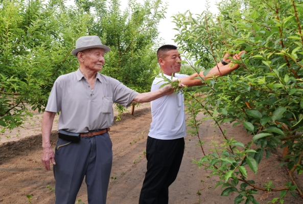 开鲁县：昔日荒沙地 今朝果飘香