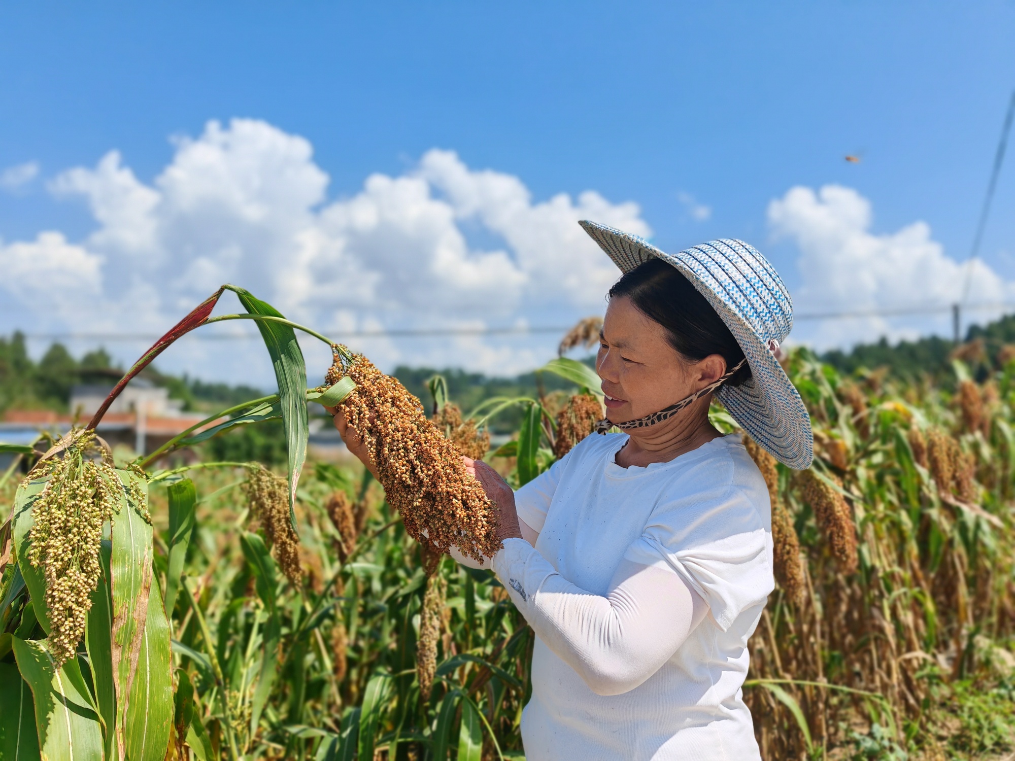 贵州习水高粱映红了脸农民笑弯了腰