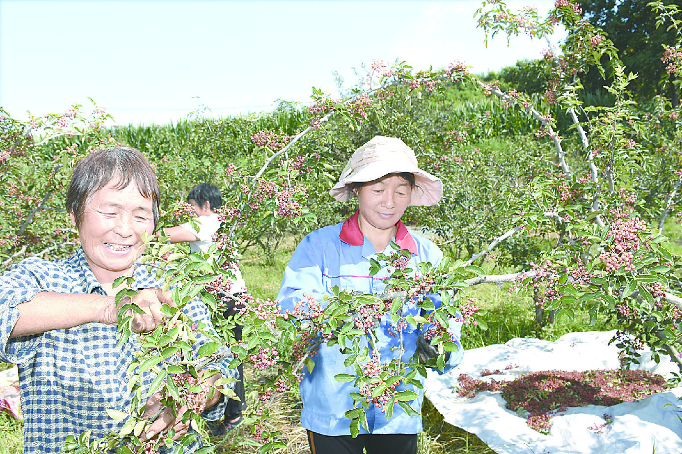 摘花椒图片真实图片