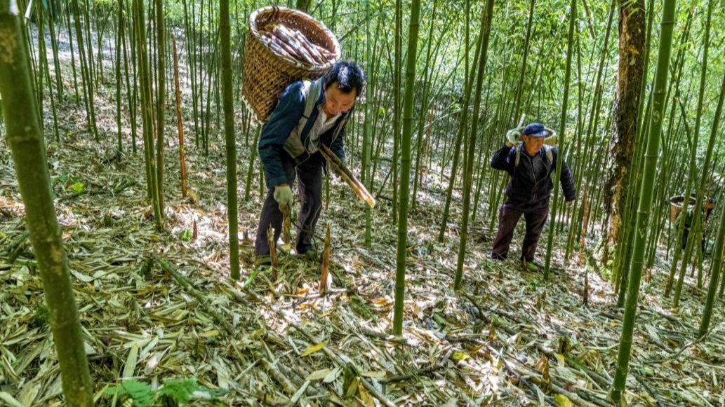 金佛山方竹笋尝鲜时节到了_央广网