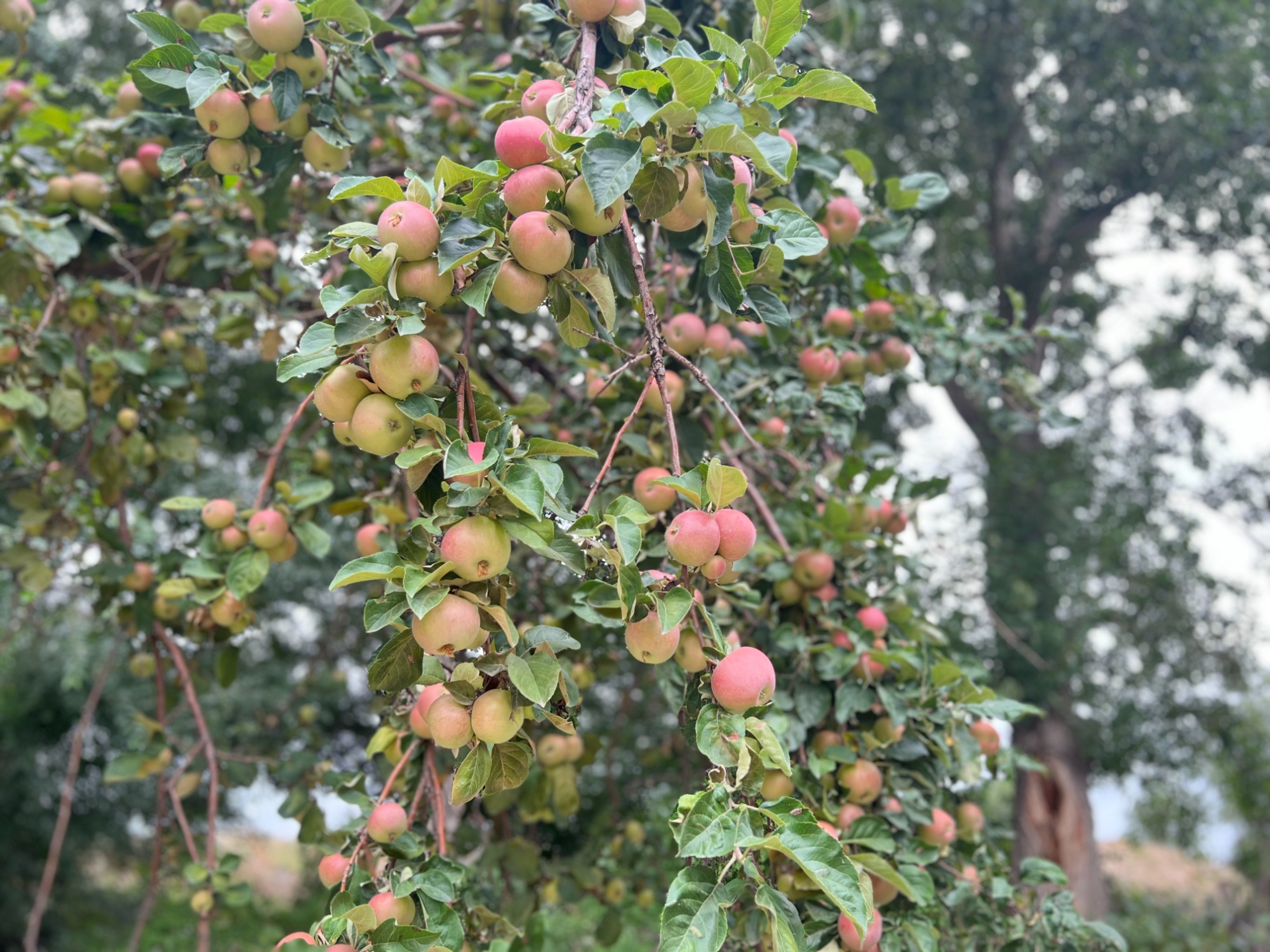 吉木萨尔:苹果园里"金"满枝  丰收笑语醉人心
