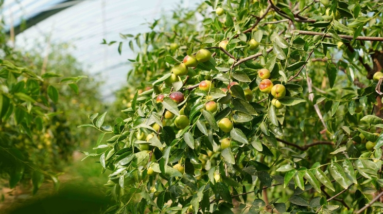 甜蜜蜜  兴庆区蟠枣喜获丰收