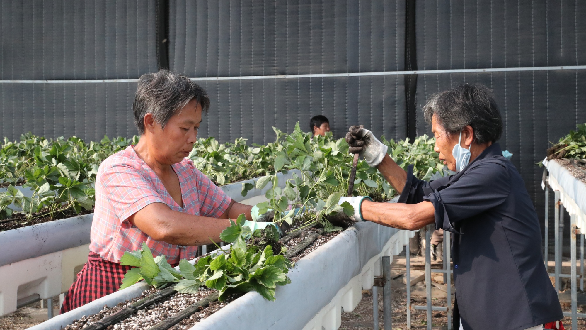 河北顺平：大棚草莓移栽忙