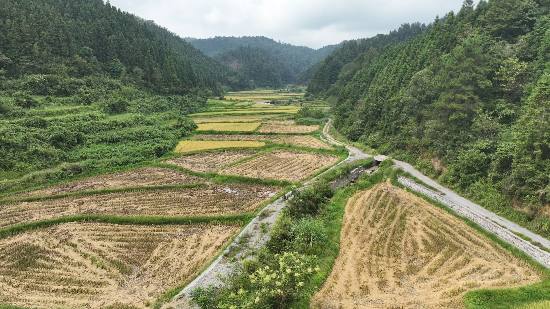 村集体经济结硕果 高山冷水米喜丰收