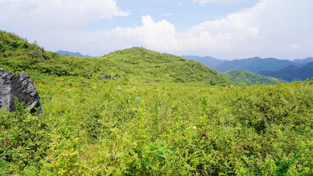 贵州瓮安:万亩刺梨迎来采收季