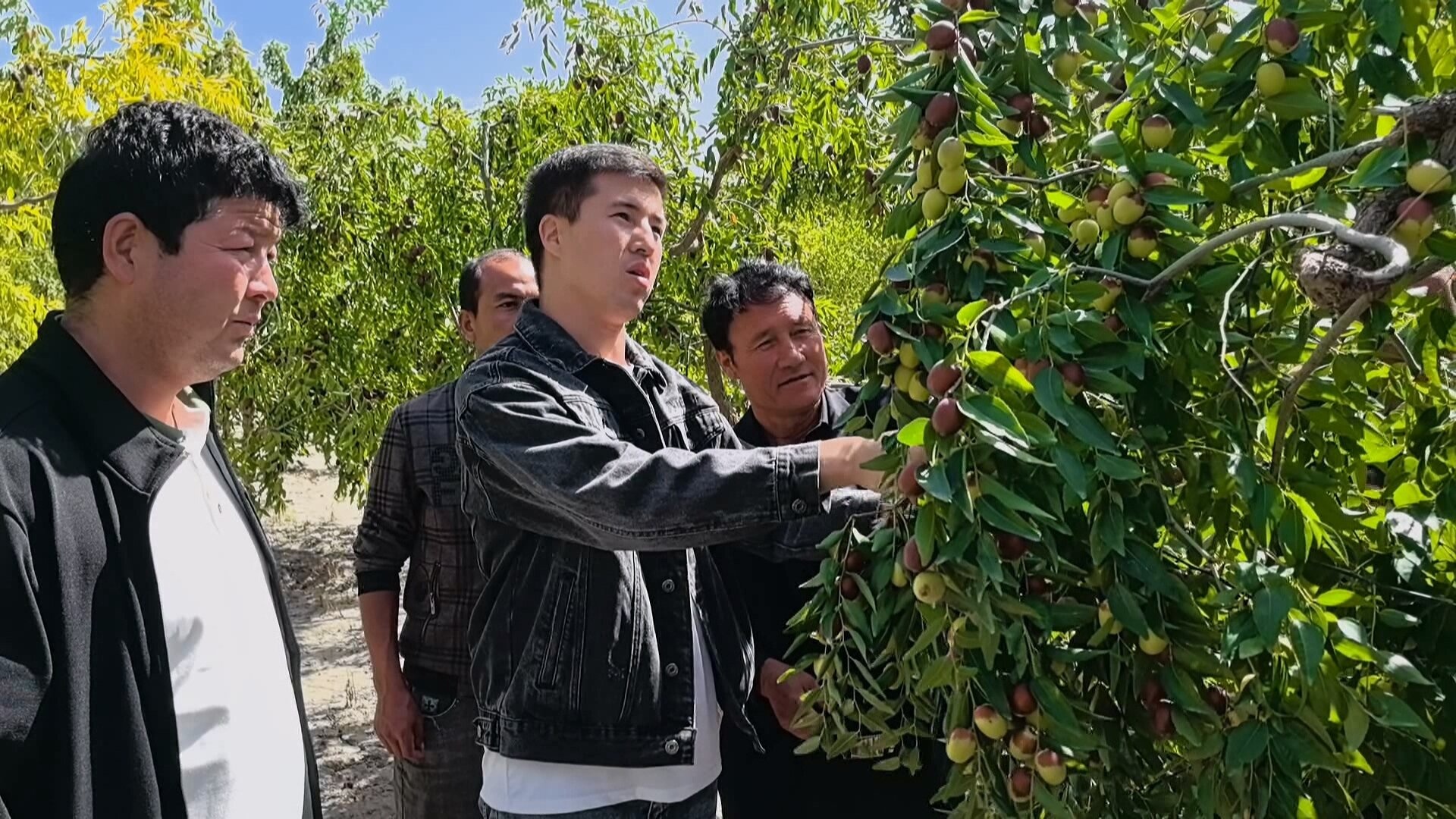 红枣田间管护忙稳产增收有保障