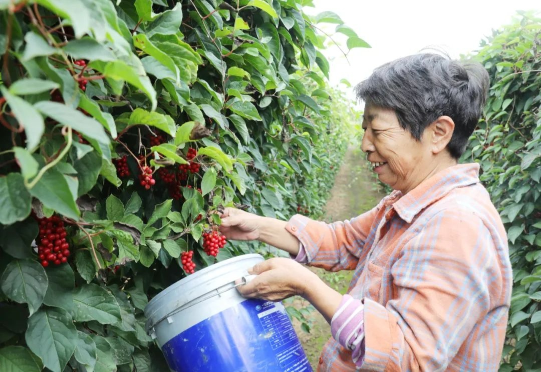 辽宁海城岔沟镇五味子丰收