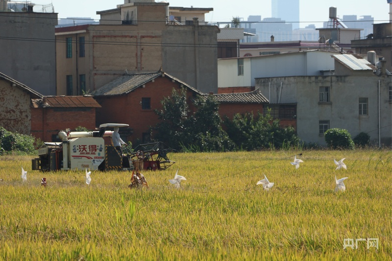 昆明：稻香四溢庆丰年 共绘乡村振兴新画卷