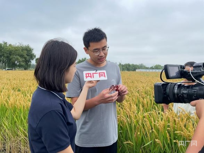 云遇丰收节丨山东高青：黄河岸边稻花香