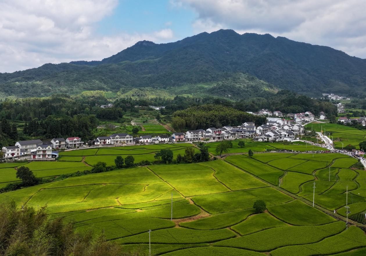 黄山市祁门县：金色稻田“丰”景如画_央广网