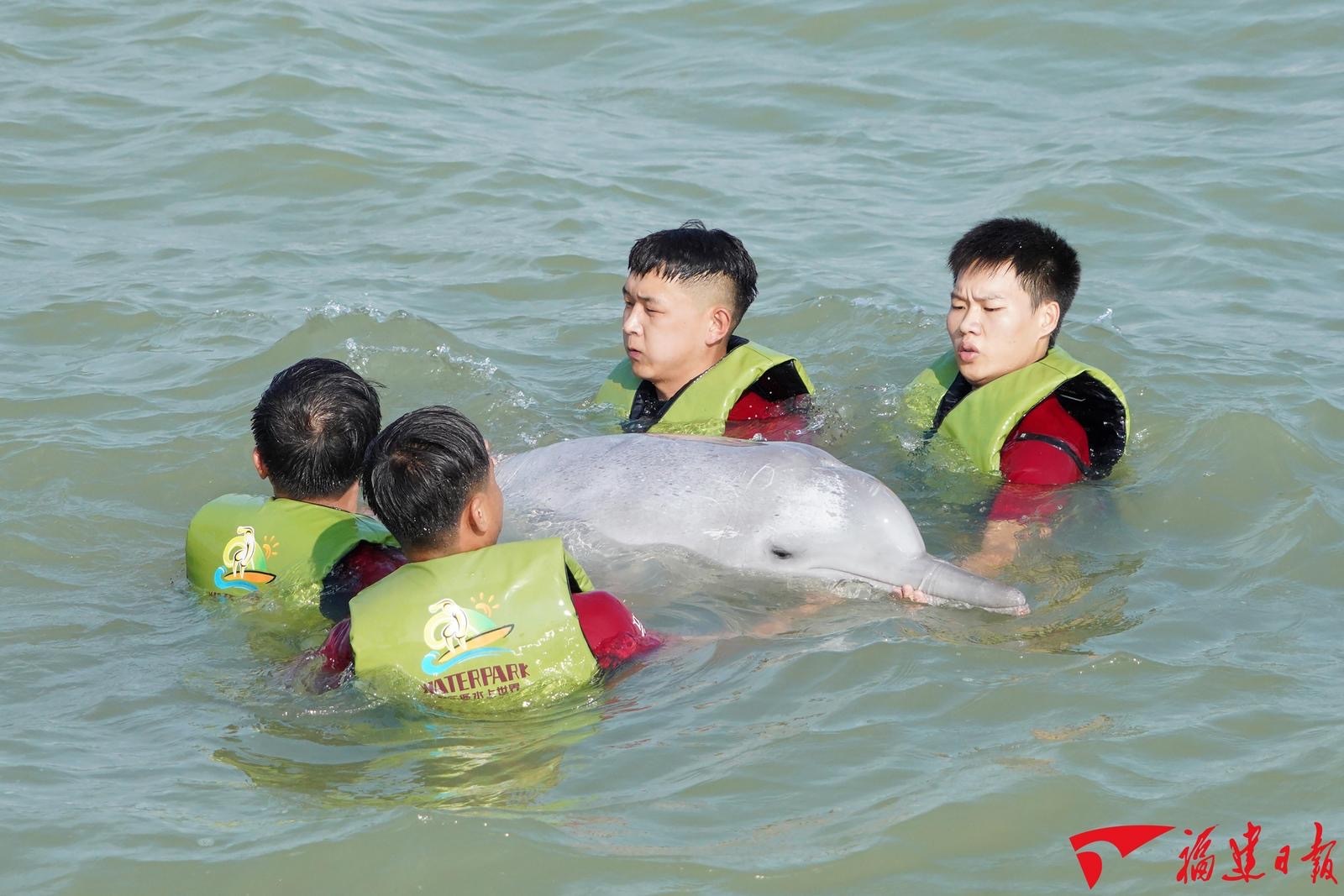 福建省首次成功救助搁浅中华白海豚