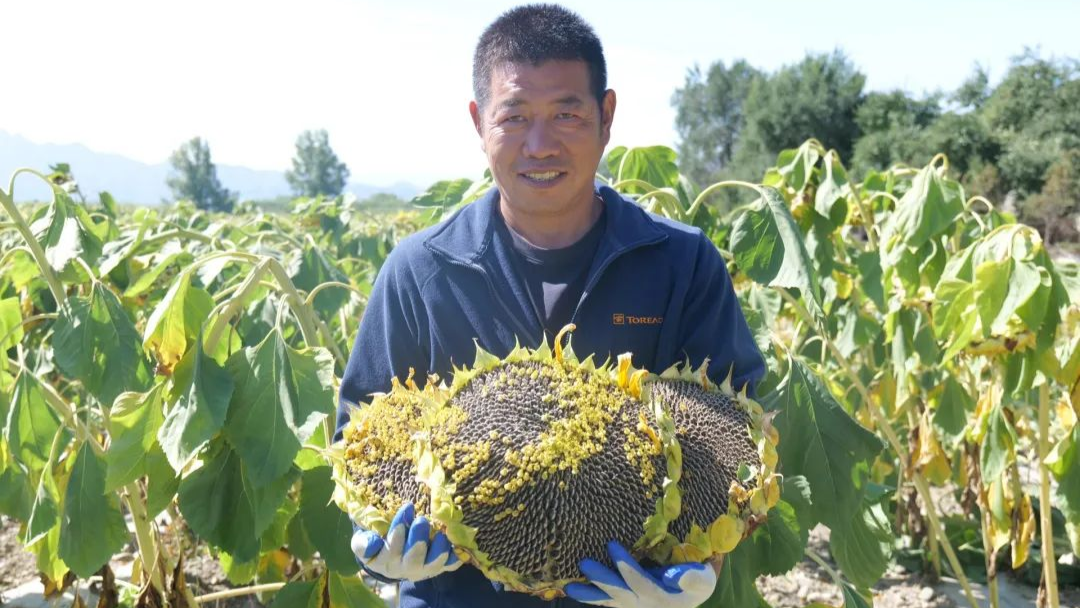 博格达峰下的7千亩食葵丰收在望