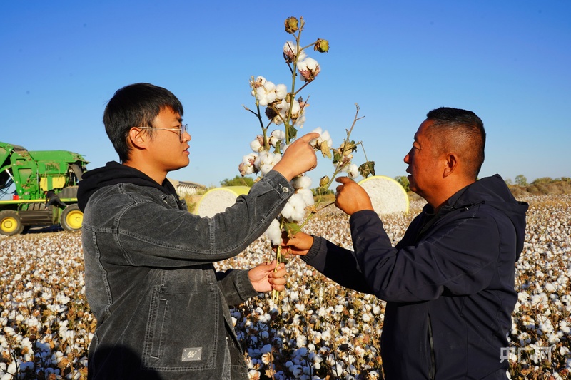 丰收“新”盛景丨机械化助力棉花“朵絮归仓”贝搏体育平台(图2)