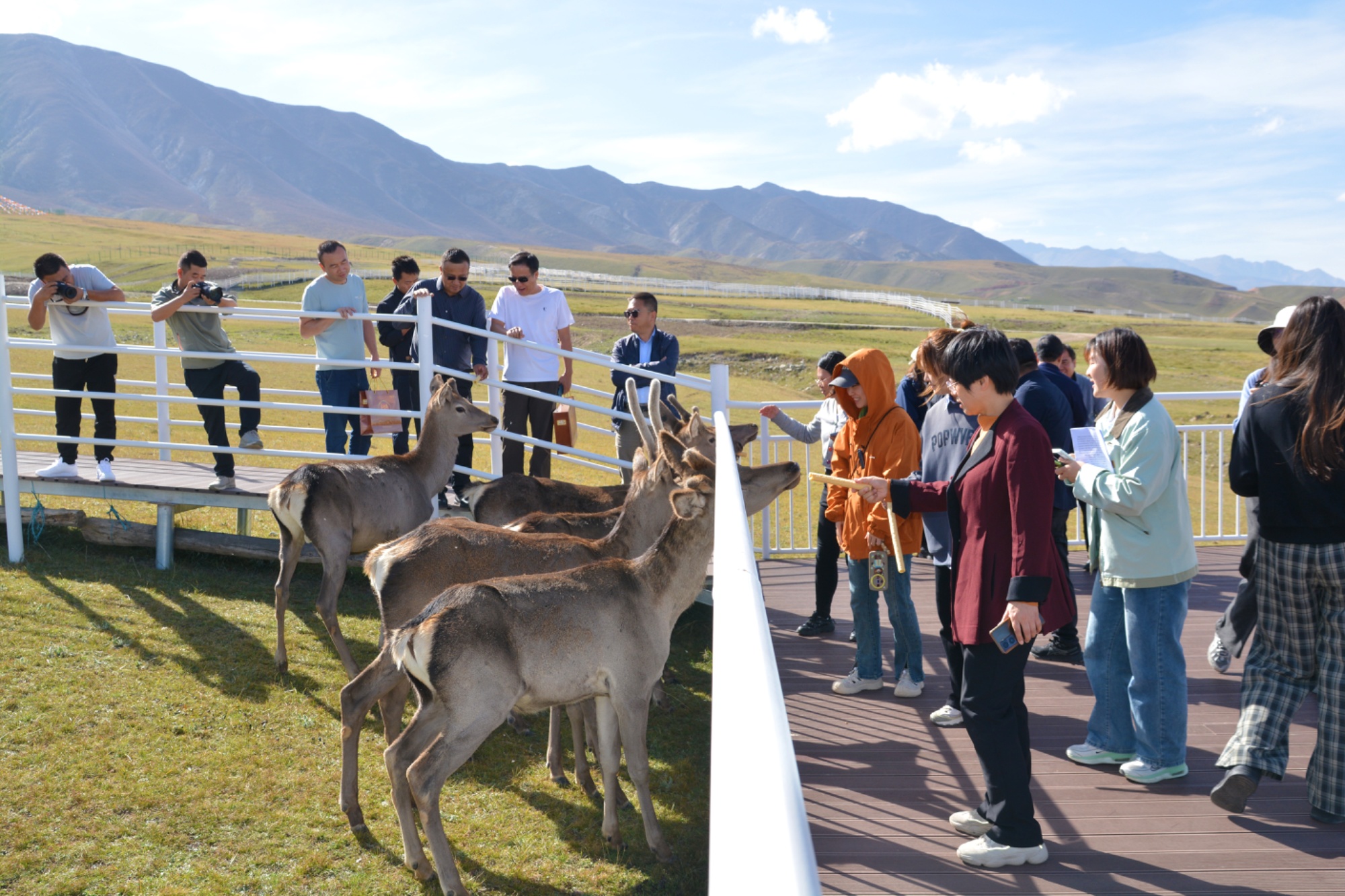 祁连山下是我家600余头马鹿助力张掖肃南马上得禄