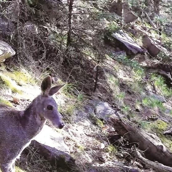 国家一级保护动物马麝现身贺兰山