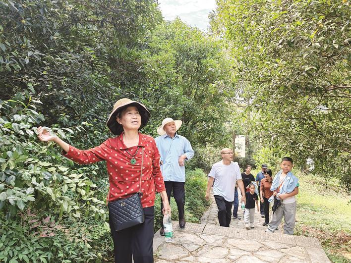 游客畅游桂花林 闻香生态游火爆