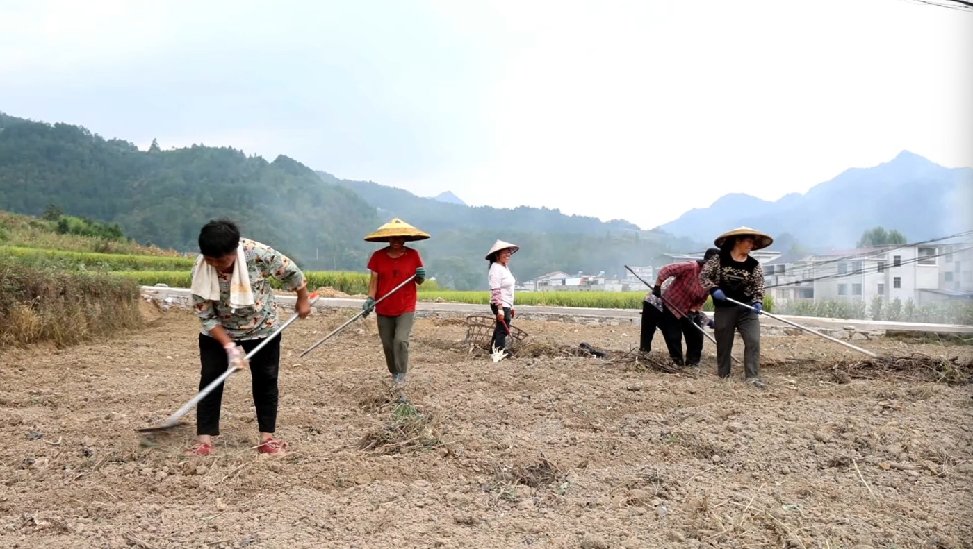 贵州麻江：秋播正当时油菜育苗忙(图1)