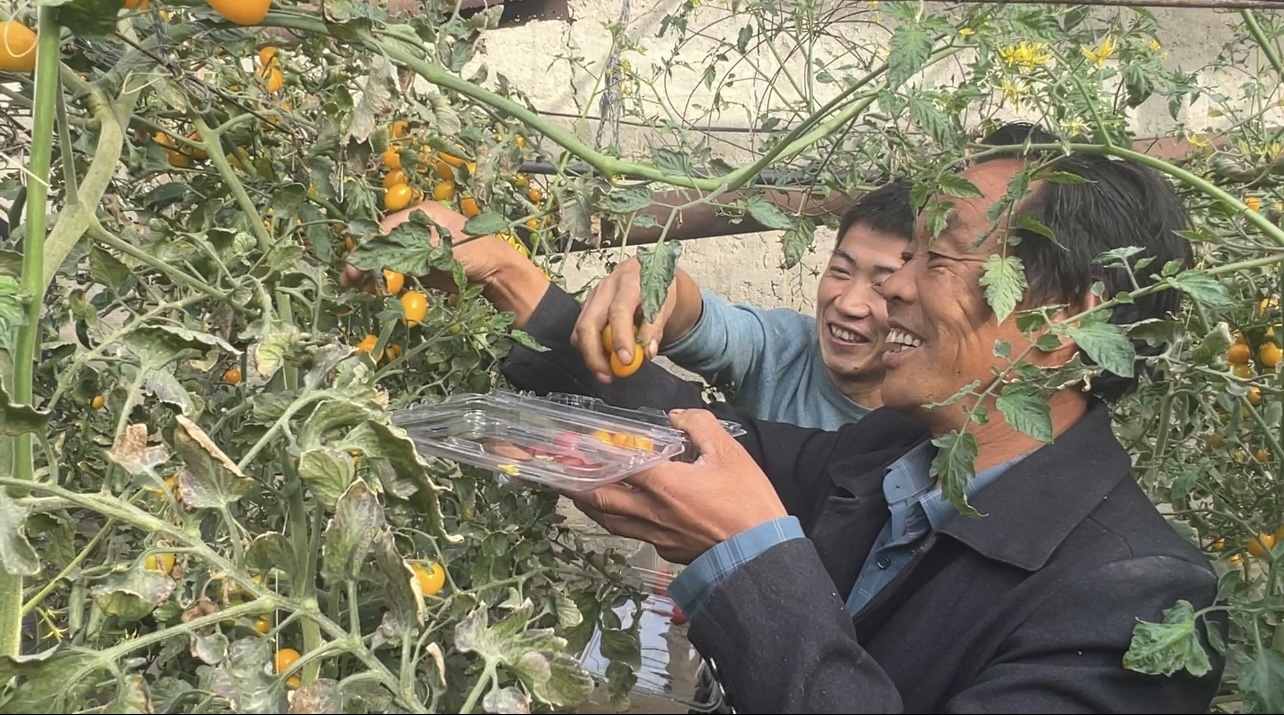 阿克苏市：小小圣女果致富“金果果”