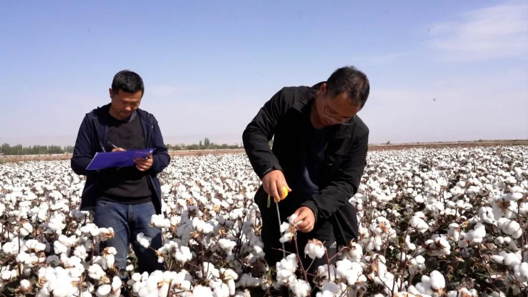 暗管排水排盐项目在伽师县取得显著成效