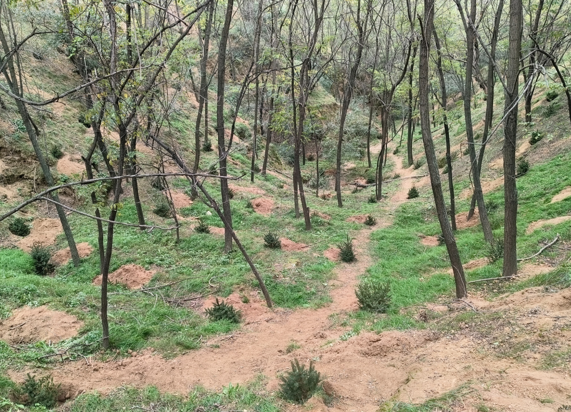 甘肃静宁：补植补种护新绿  生态修复添活力