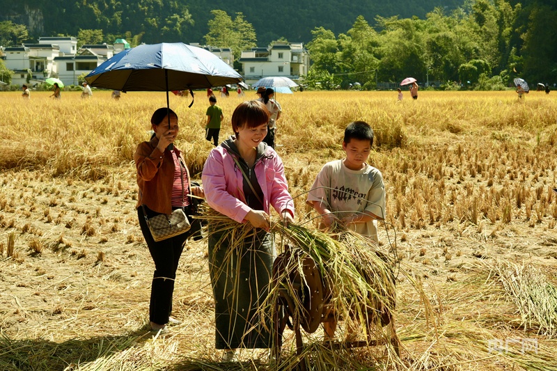 广西崇左：山水田园好“丰”景