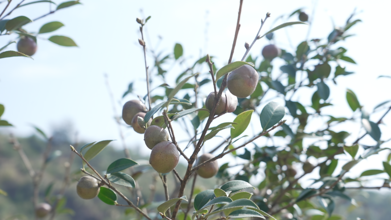 油茶香满山 丰收采摘忙