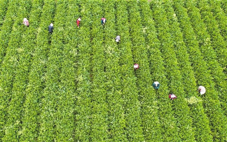 惠农区脱水蔬菜产业“长势喜人”