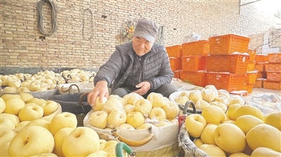 酥梨飘香托起果农“致富梦”