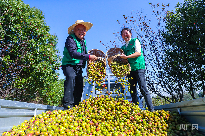 河南省光山县：油茶点“绿”成金