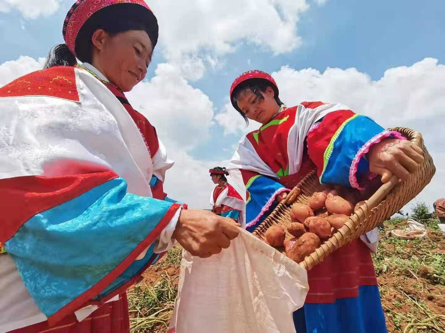 云南寻甸：多措并举打造致富“薯”光