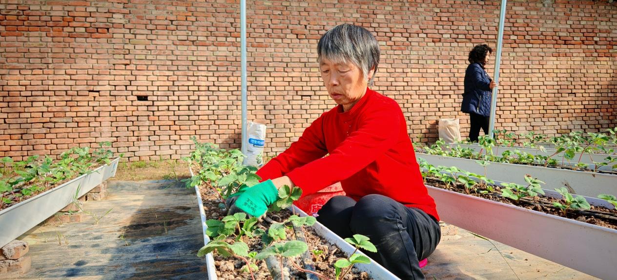 太原晋源区引入全必赢市首家有机基质无土栽培模式(图1)