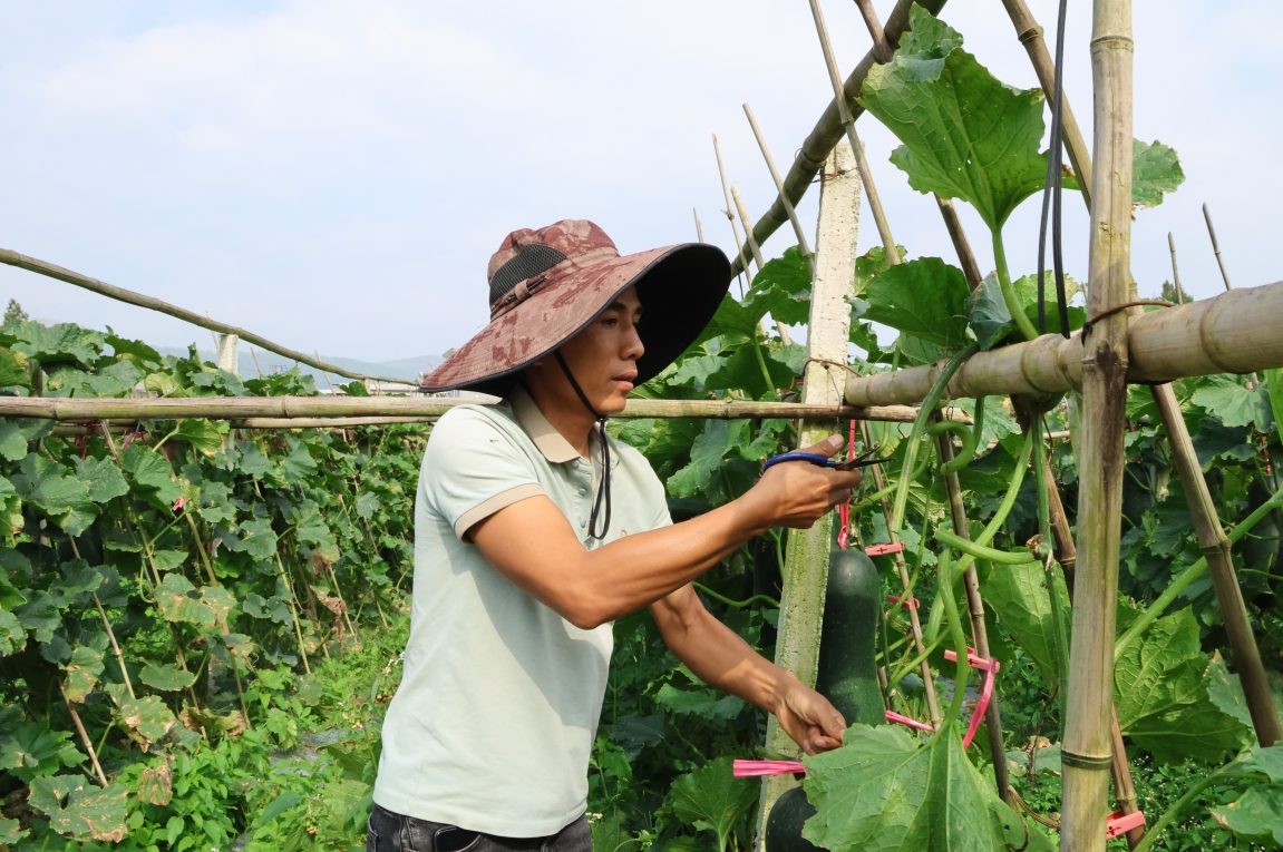 贵州独山秀峰村：200亩冬瓜管护忙