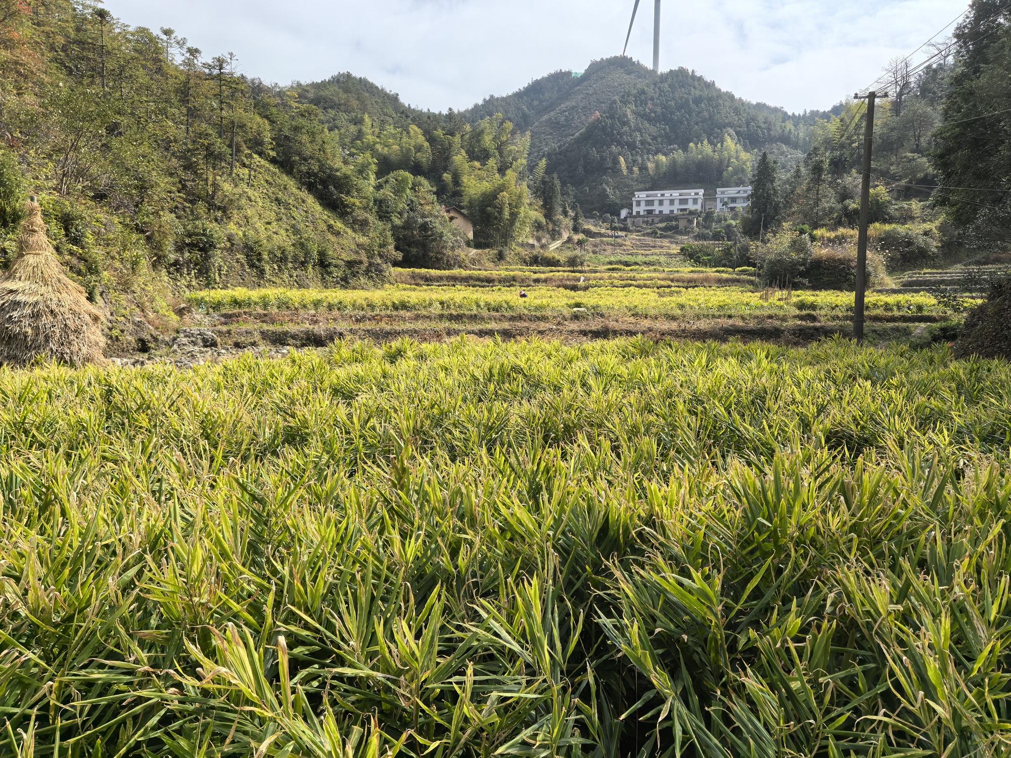 江西兴国：高山生姜喜丰收 姜农生活更美好