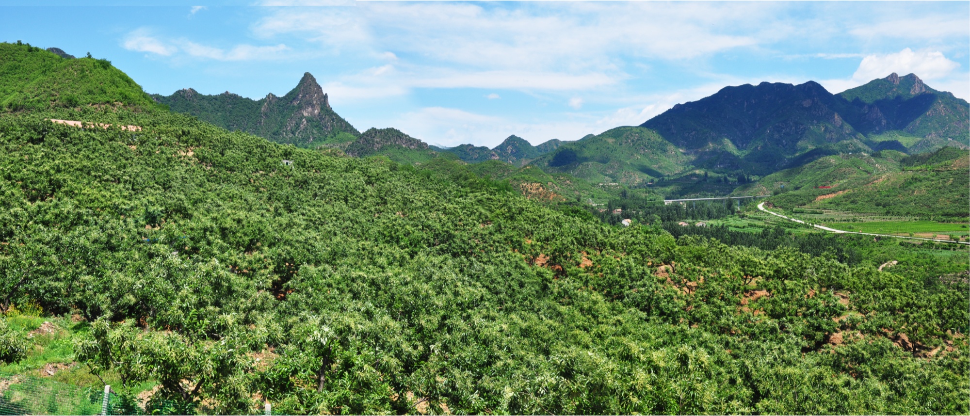 河北宽城：板栗丰收满枝头 奏响荒山“致富曲”