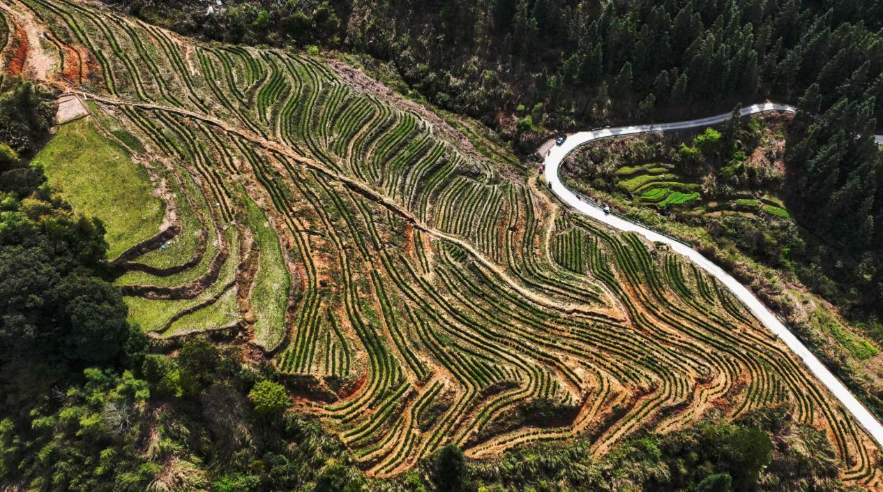 江西武宁：茶叶种植助力产业振兴