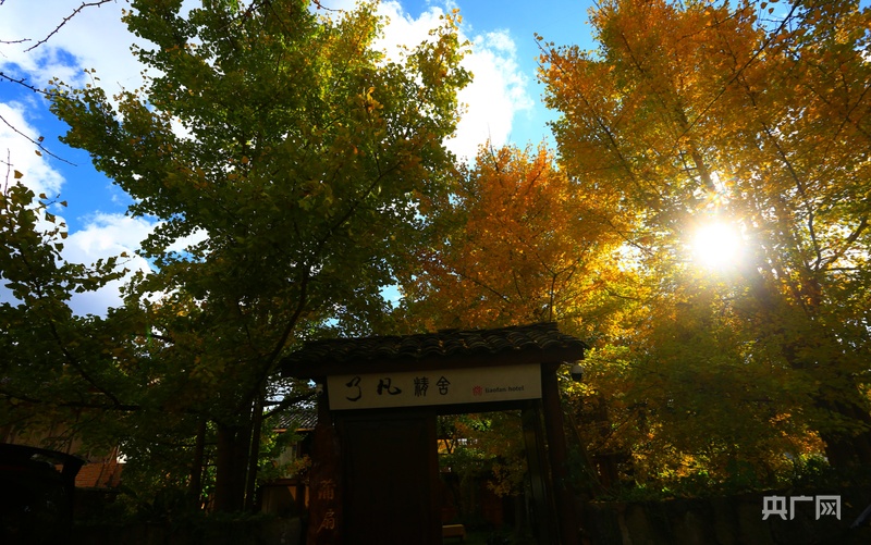 云南腾冲银杏村许你一个金色梦境之旅_央广网
