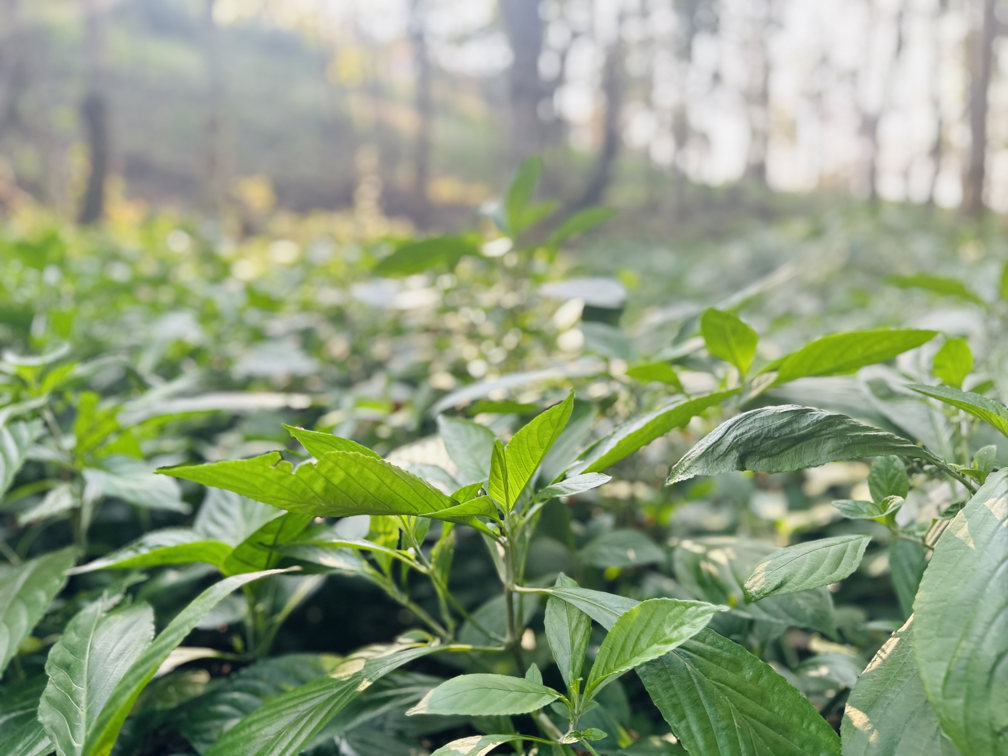 贵州荔波瑶埃村:板蓝根长成中药香 农民林下采收忙