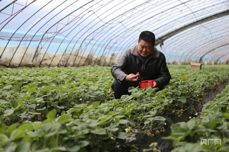 甘肃庆阳西峰：今冬头茬草莓“甜蜜”上市