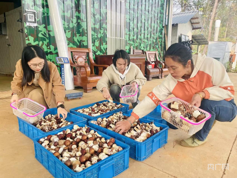 林下种植赤松茸 增完美电竞收新路促振兴(图3)
