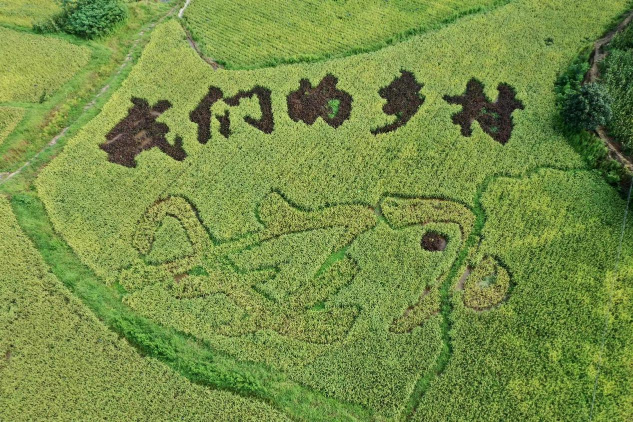 和美乡村展新颜！宜宾建成四川首个茶业电商直播基地