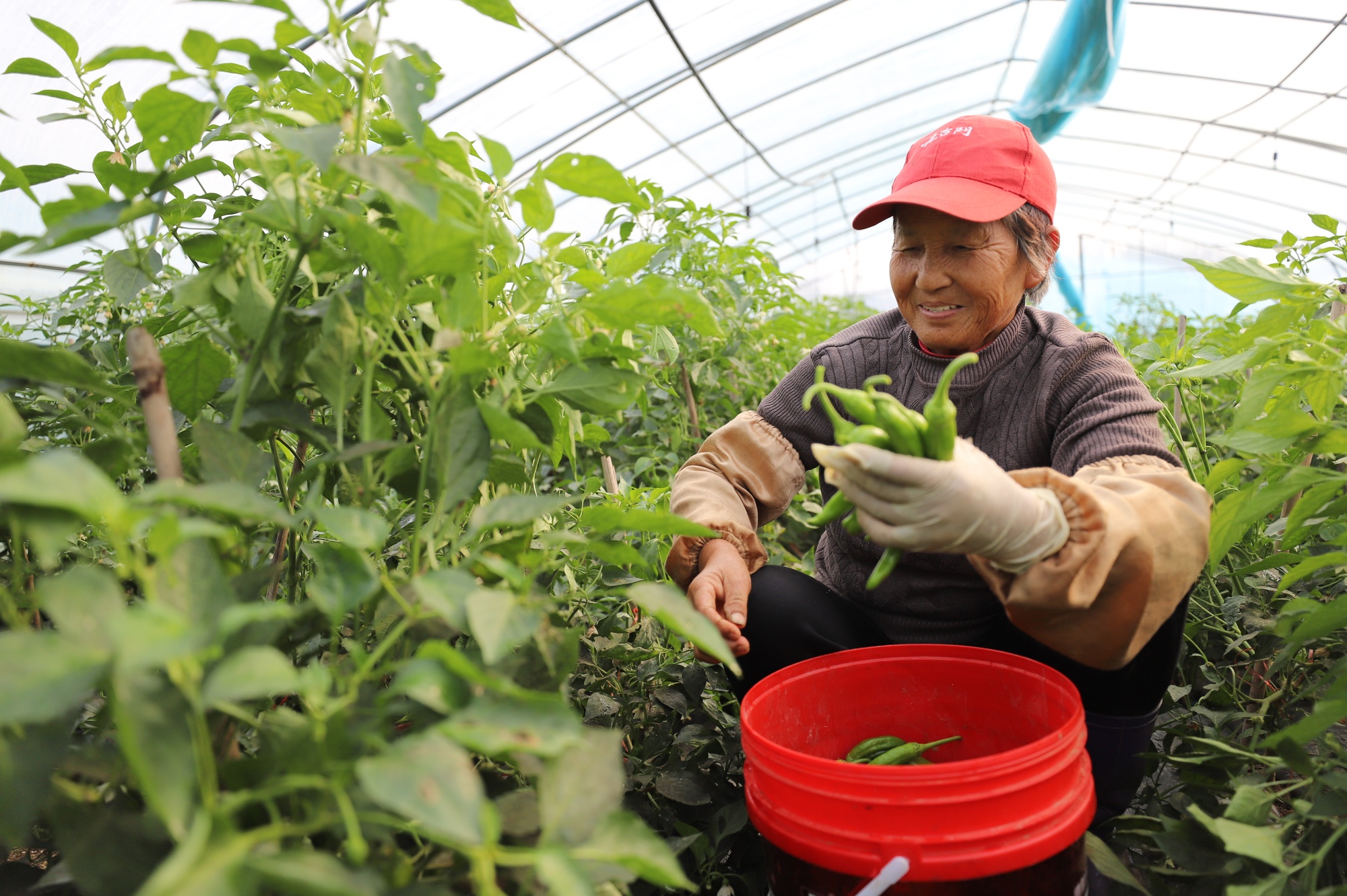 冬日大棚绿意浓