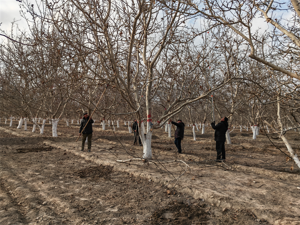 巴楚：林果技术培训为种植户“充电赋能”必赢(图4)