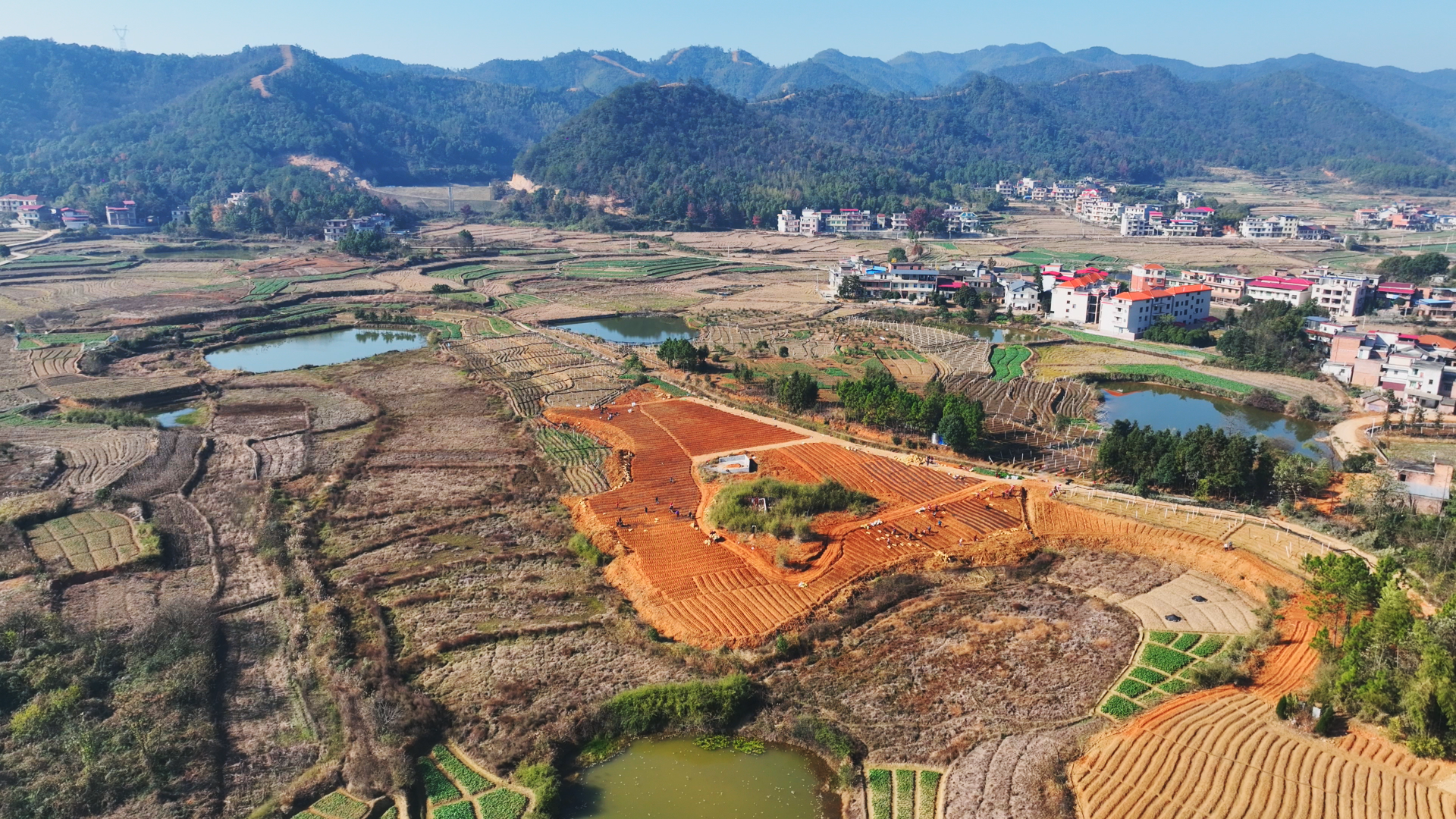 淫羊藿种植势头好 生态富民产业必赢兴(图5)